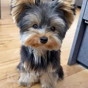 I sell puppy