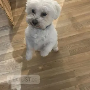Clean and vaccinated puppy looking for rehominh