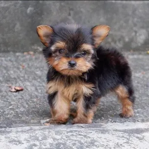 Puppy for sales