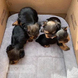 Few weeks old puppies for sale