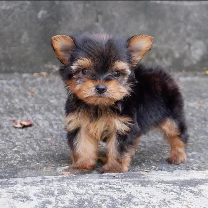 Puppy for sales