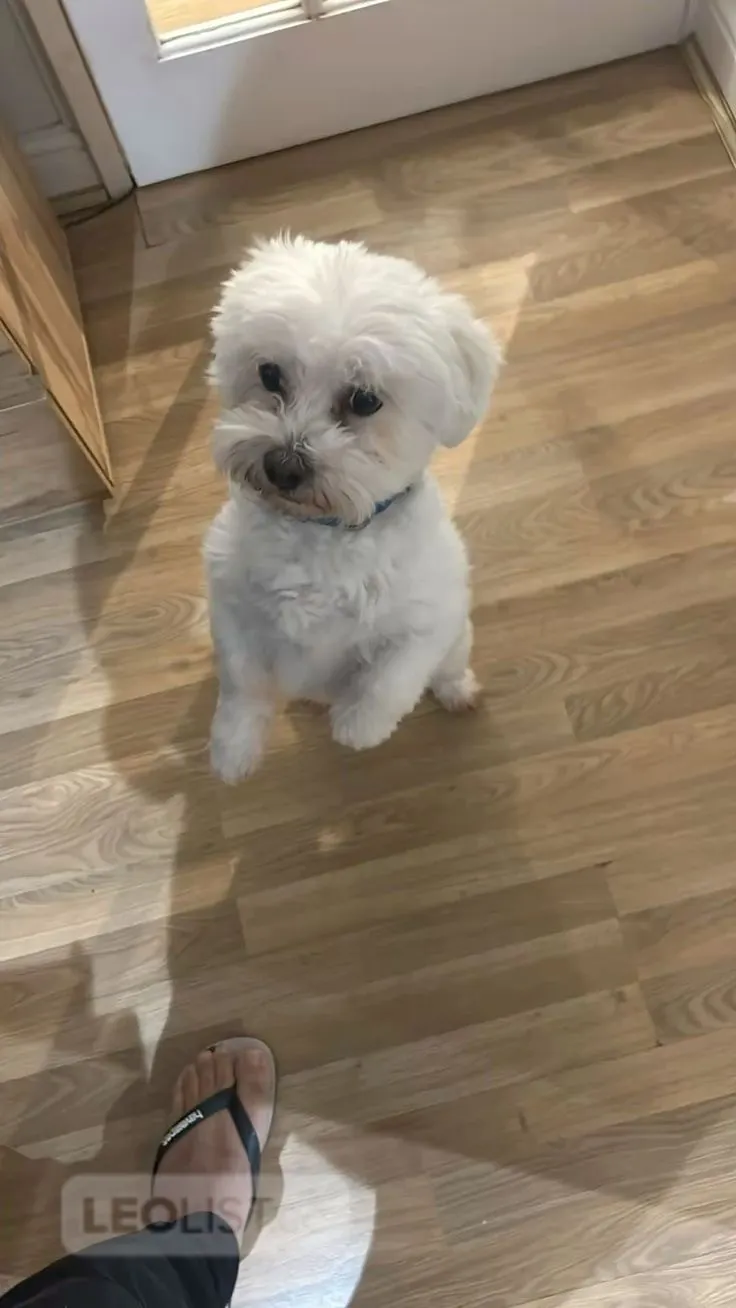 Clean and vaccinated puppy looking for rehominh