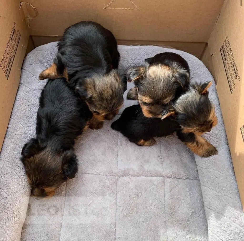 Few weeks old puppies for sale