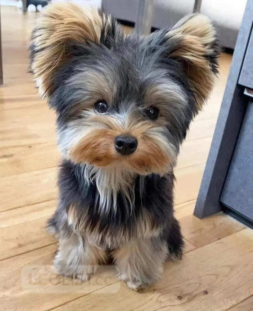I sell puppy