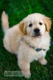 Dog available for sale